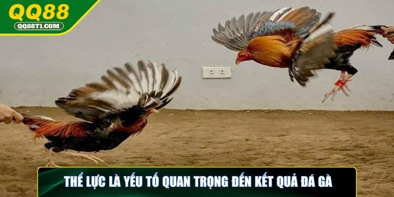 da-ga-cua-dao-the-luc-la-yeu-to-quan-trong