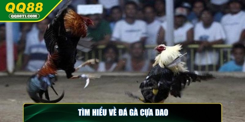 da-ga-cua-dao-tim-hieu