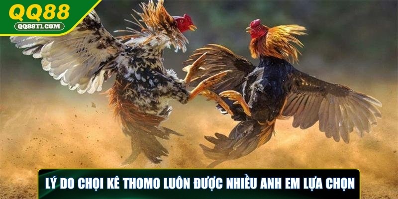da-ga-thomo-luon-duoc-nhieu-anh-em-lua-chon