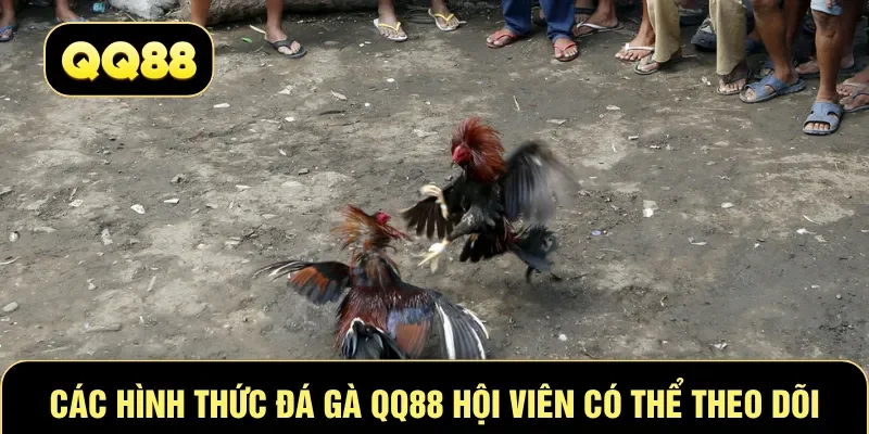 Các hình thức đá gà QQ88 hội viên có thể theo dõi