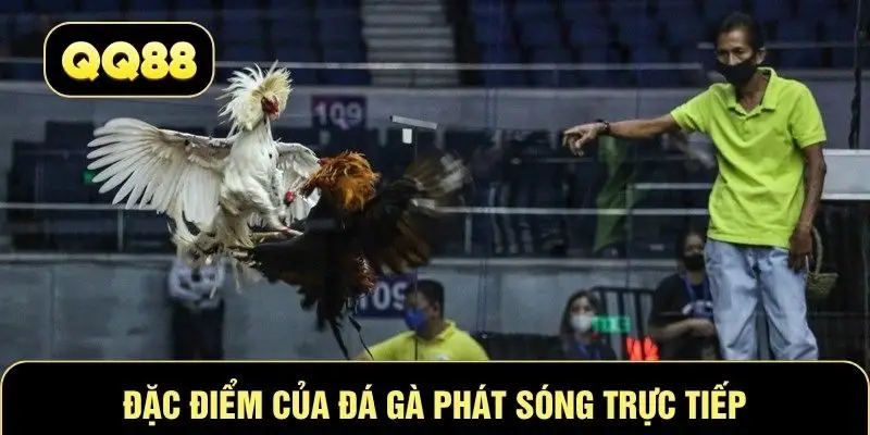 Đặc điểm của đá gà phát sóng trực tiếp