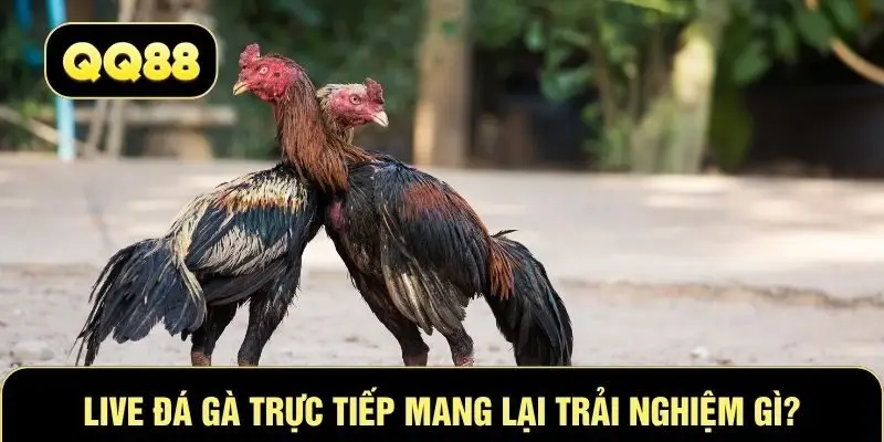 Live đá gà trực tiếp mang lại trải nghiệm gì?