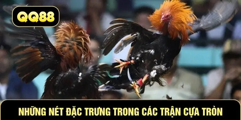 Những nét đặc trưng trong các trận cựa tròn