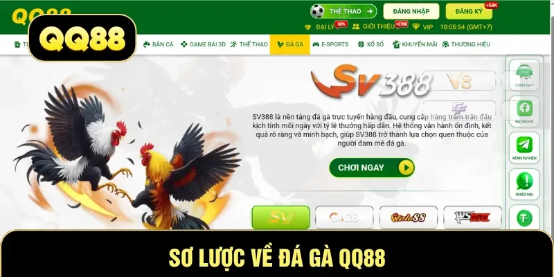 Sơ lược về đá gà QQ88v