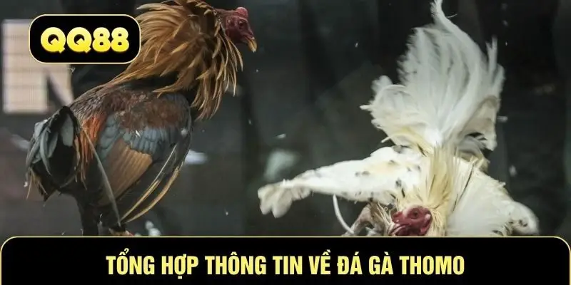 Tổng hợp thông tin về đá gà Thomo