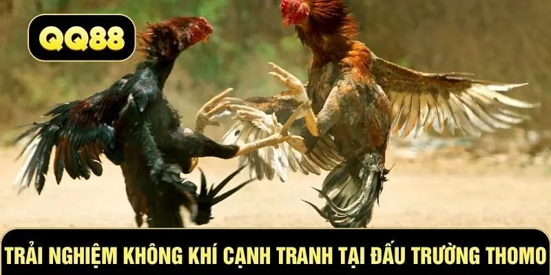 Trải nghiệm không khí cạnh tranh tại đấu trường Thomo